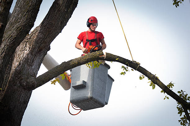 Professional Tree Services in Watts Mills, SC